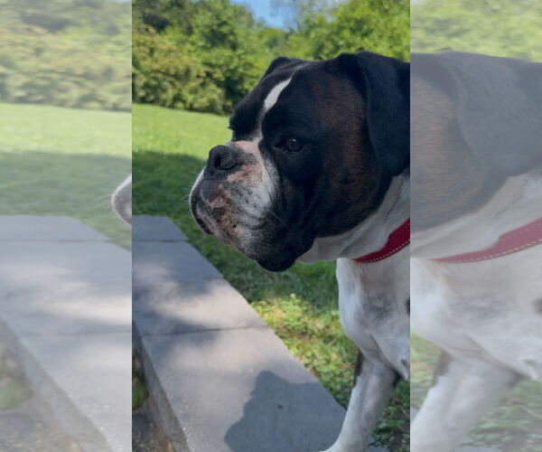 Medium Photo #4 Boxer Puppy For Sale in Dumont, NJ, USA
