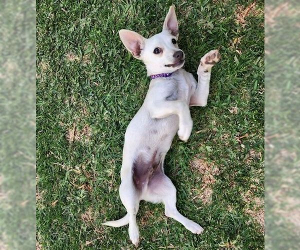 Medium Photo #3 Chiweenie Puppy For Sale in Tustin, CA, USA