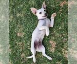 Small #2 Chiweenie