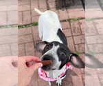 Small #3 American Pit Bull Terrier-Dachshund Mix