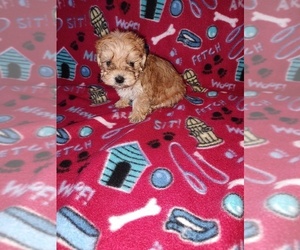 Morkie Puppy for sale in LAPEER, MI, USA