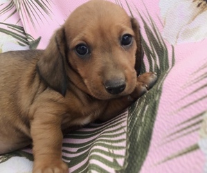 View Ad Dachshund Puppy For Sale Near Colorado Delta Usa Adn 213967
