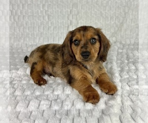 Dachshund Puppy for sale in FRANKLIN, IN, USA