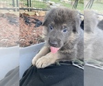 Small Photo #11 German Shepherd Dog Puppy For Sale in BOERNE, TX, USA