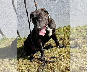 Miranda - Female Labrador Retriever-Unknown Mix Dog for Adoption - Photo #17