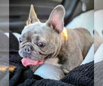 Small #5 French Bulldog