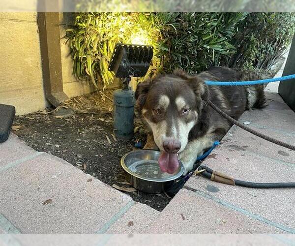 Medium Photo #1 German Shepherd Dog-Unknown Mix Puppy For Sale in Pasadena, CA, USA