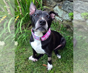 American Pit Bull Terrier-Unknown Mix Dogs for adoption in Westminster, MA, USA