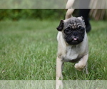 Small #2 Pug
