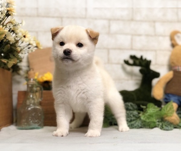 Medium Photo #3 Shiba Inu Puppy For Sale in MANHATTAN, NY, USA