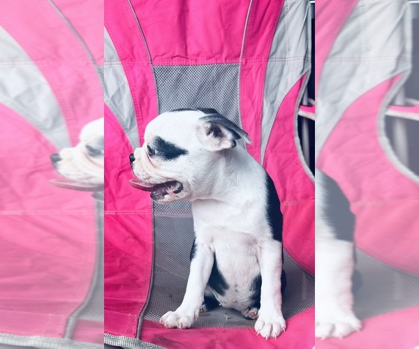 Medium Photo #3 Boston Terrier Puppy For Sale in PIKEVILLE, NC, USA