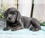 Small #1 Cane Corso