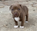 Small #1 Bullypit