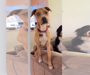 Kianna RDS - Female Labrador Retriever-Unknown Mix Dog for Adoption - Photo #10