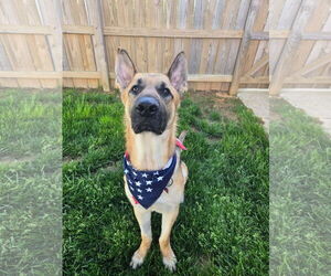 German Shepherd Dog-Unknown Mix Dogs for adoption in Darlington, MD, USA