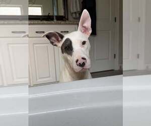 Mutt Dogs for adoption in Abbeville, LA, USA