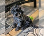 Small Photo #3 Bichpoo Puppy For Sale in REIDSVILLE, NC, USA