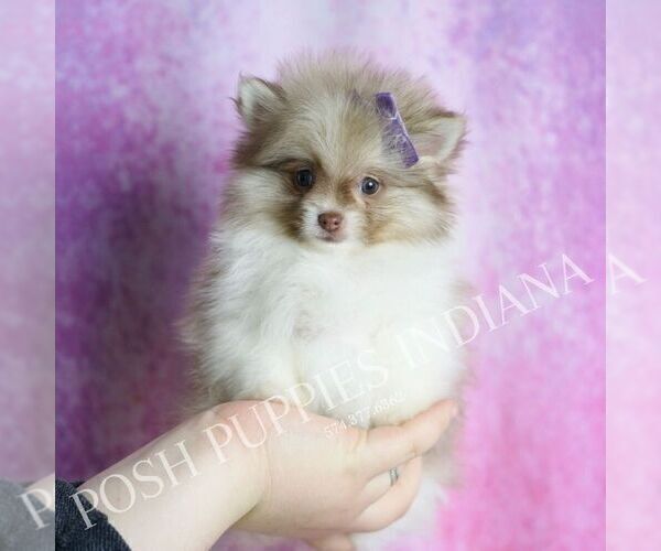 Medium Photo #4 Pomeranian Puppy For Sale in WARSAW, IN, USA