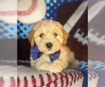 Small Photo #7 Cavachon-Poodle (Miniature) Mix Puppy For Sale in AIRVILLE, PA, USA