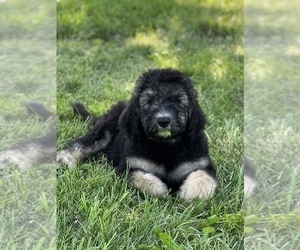 Goldendoodle Puppy for sale in MARYVILLE, MO, USA