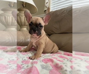 French Bulldog Puppy for sale in DALLAS, NC, USA