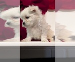 Small Photo #50 Maltese Puppy For Sale in GOSHEN, IN, USA