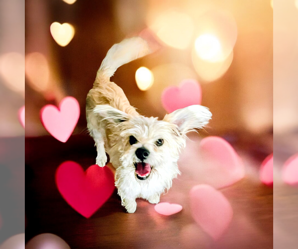 Medium Photo #2 Mutt Puppy For Sale in Vail, AZ, USA