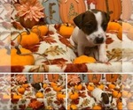 Puppy Puppy 6 Jack Russell Terrier