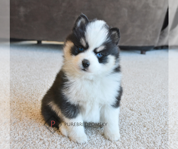 Medium Photo #1 Pomsky Puppy For Sale in KANSAS CITY, MO, USA
