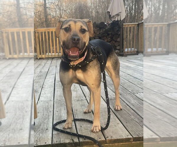 Medium Photo #2 Mutt Puppy For Sale in Chester, NJ, USA