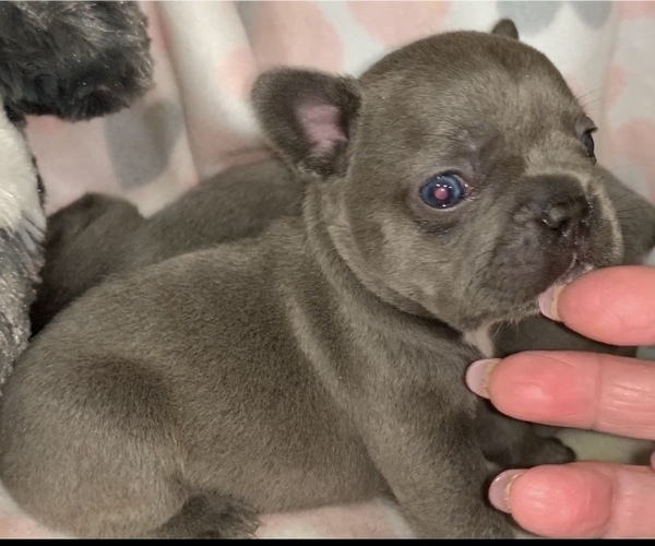 Medium Photo #6 French Bulldog Puppy For Sale in FREMONT, CA, USA