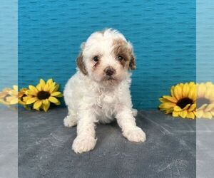 Poodle (Toy) Puppy for sale in ARTHUR, IL, USA