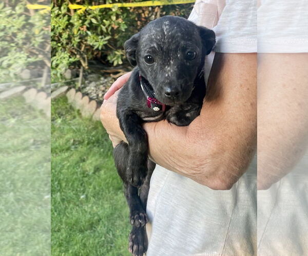 Medium Photo #11 Chihuahua-Unknown Mix Puppy For Sale in Mount Laurel, NJ, USA