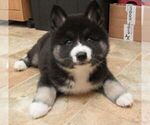 Small Photo #6 Pomsky Puppy For Sale in SEBRING, FL, USA