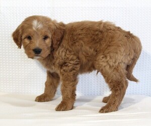 Goldendoodle (Miniature) Puppy for sale in FREDERICKSBURG, OH, USA