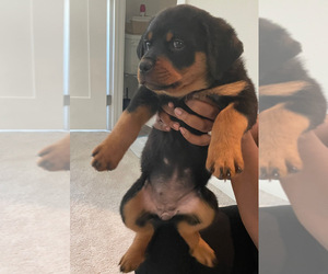 Rottweiler Puppy for sale in CLINTON, MD, USA