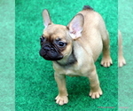 Small Photo #2 French Bulldog Puppy For Sale in WINNSBORO, TX, USA