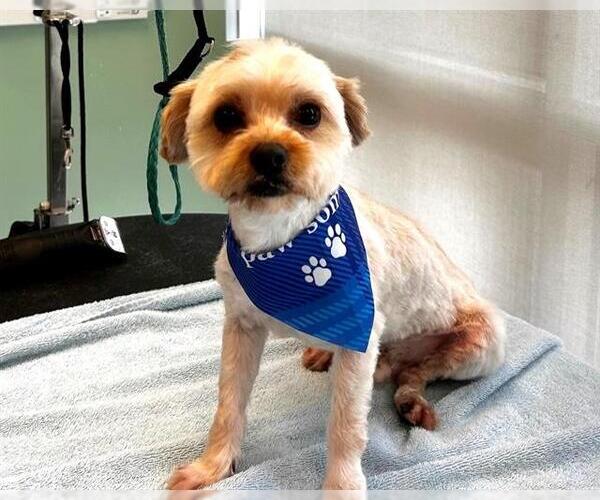 Medium Photo #1 Shih Tzu-Unknown Mix Puppy For Sale in Orange, CA, USA