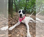 Small #2 Boxer Mix