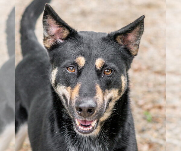 Medium Photo #1 Mutt Puppy For Sale in Hilton Head, SC, USA