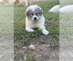 Small #7 Great Pyrenees