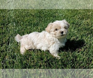 Maltipoo Puppy for Sale in ROSEVILLE, California USA