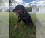 Small #4 Rottweiler