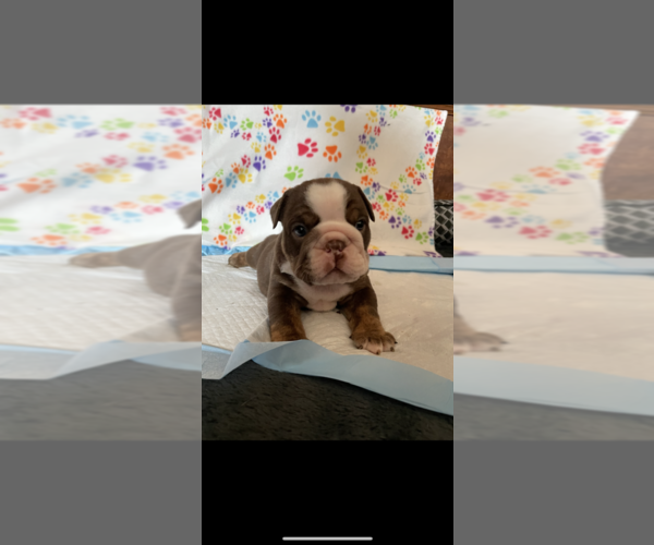Medium Photo #4 English Bulldog Puppy For Sale in LOS GATOS, CA, USA