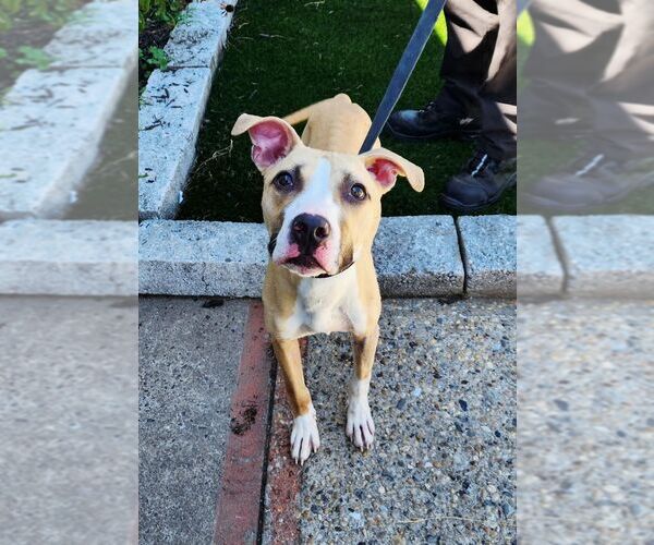 Medium Photo #5 American Bulldog-Unknown Mix Puppy For Sale in Perth Amboy, NJ, USA