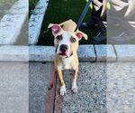 Small #4 American Bulldog Mix