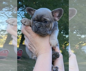 French Bulldog Puppy for sale in PITTSBURGH, PA, USA