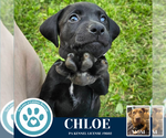 Small #3 American Pit Bull Terrier-Labrador Retriever Mix