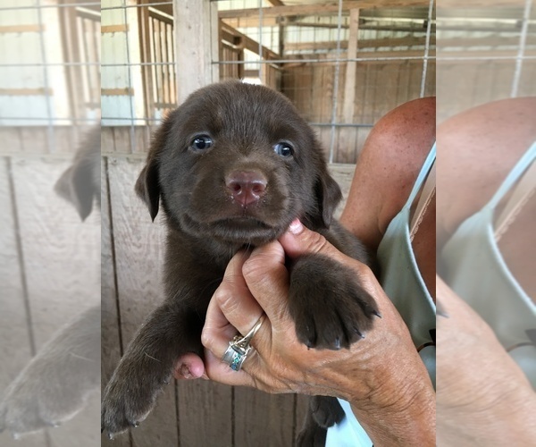 Medium Photo #13 Labrador Retriever Puppy For Sale in BANDERA, TX, USA