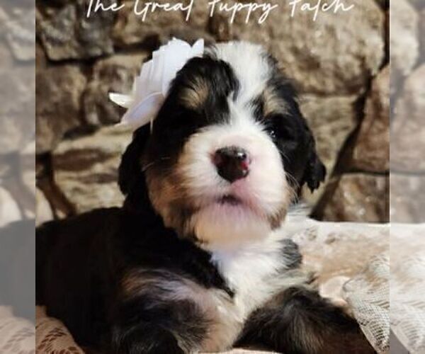 Full screen Photo #3 Bernedoodle Puppy For Sale in HARRISONVILLE, MO, USA